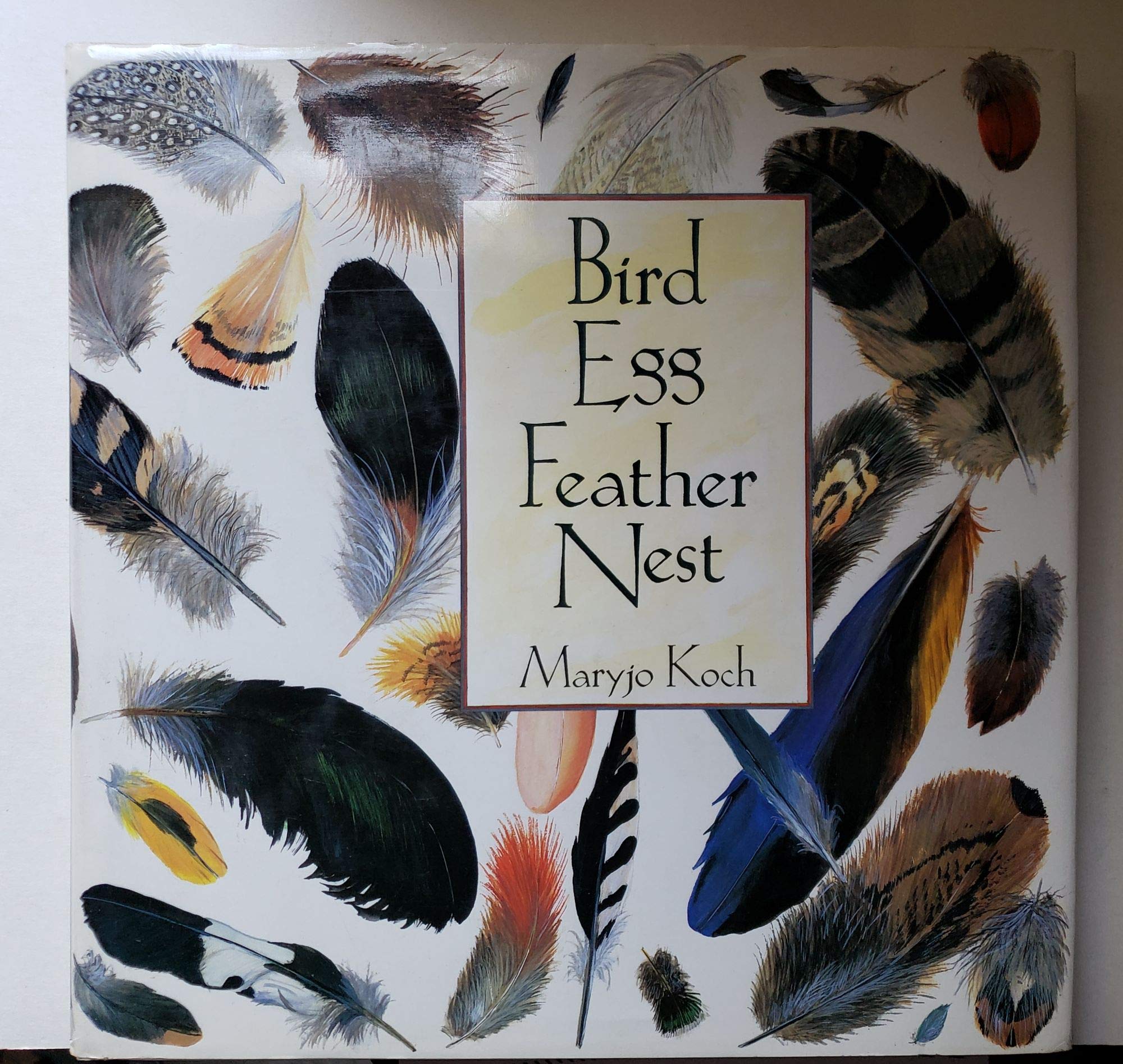 Bird Egg Feather Nest