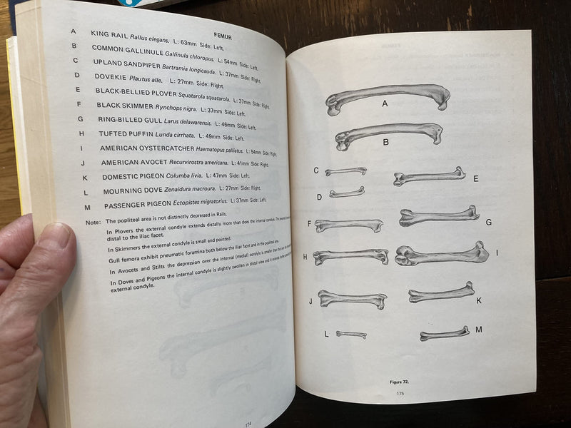 Avian Osteology,New