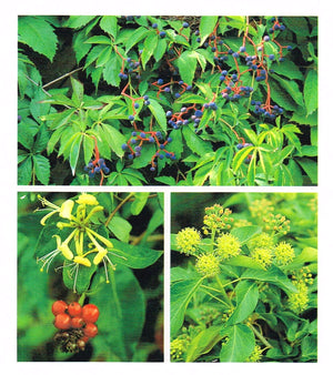 Climbers and Creepers (The Success With Series),Used