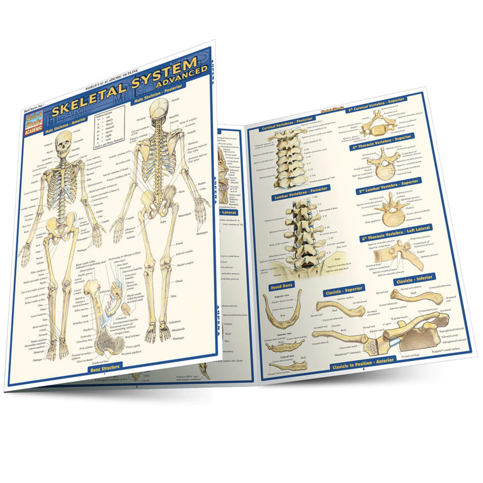Skeletal System: Advanced (Quick Study Academic),New
