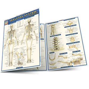 Skeletal System: Advanced (Quick Study Academic),Used