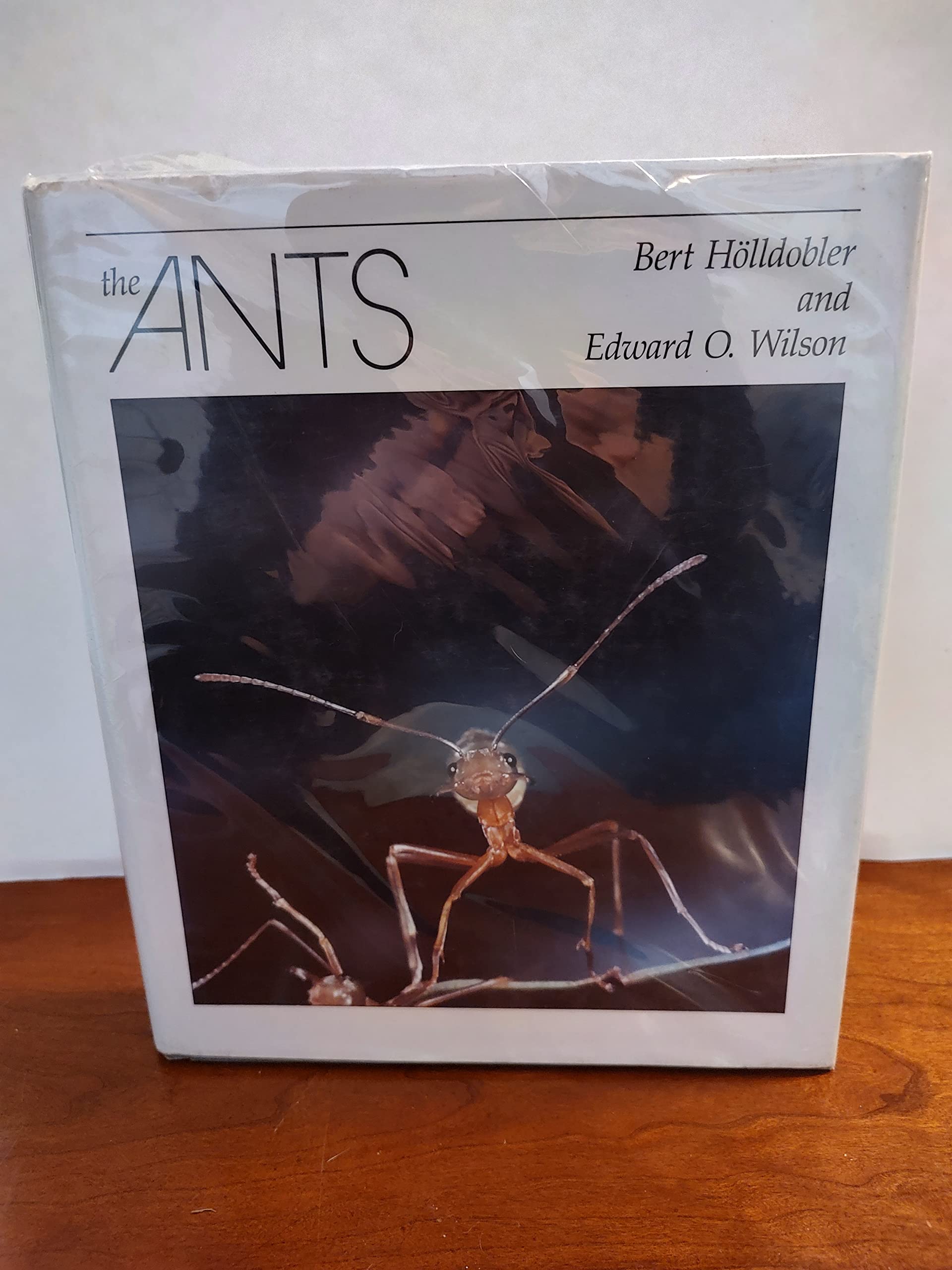 The Ants,New