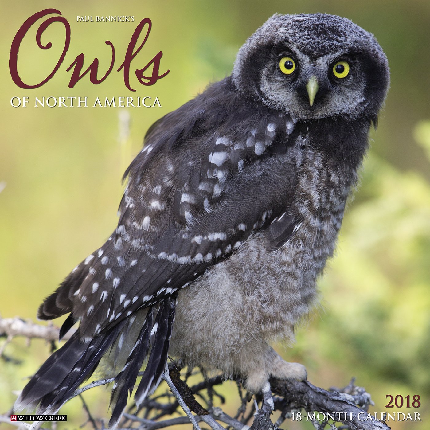 Owls 2018 Calendar,Used