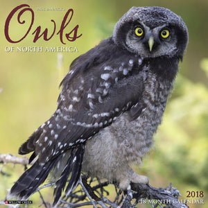 Owls 2018 Calendar,Used