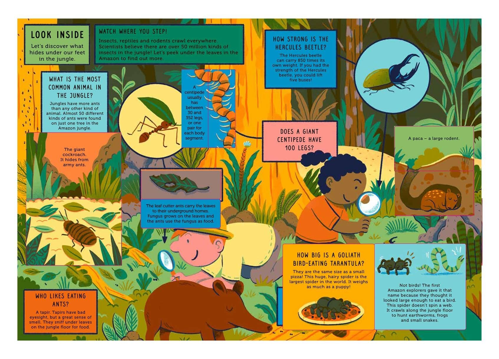 Life on Earth: Jungle: With 100 Questions and 70 Liftflaps!,Used