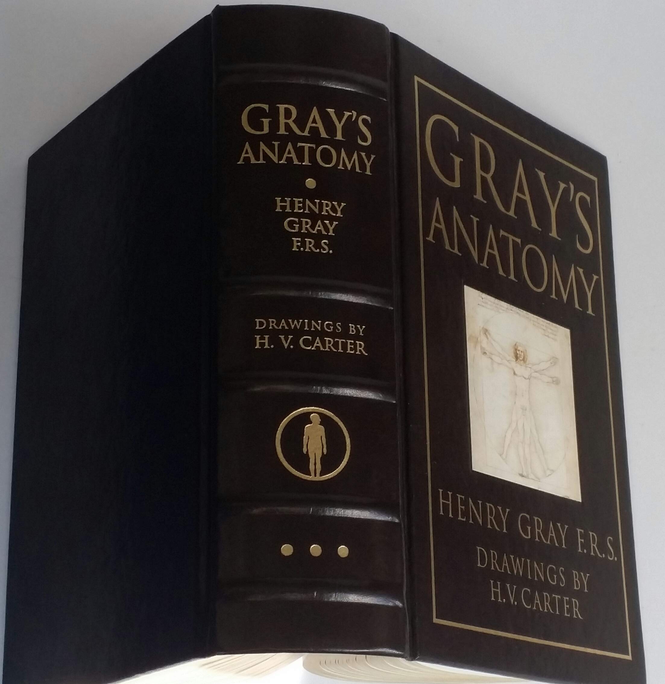 Gray's Anatomy,New