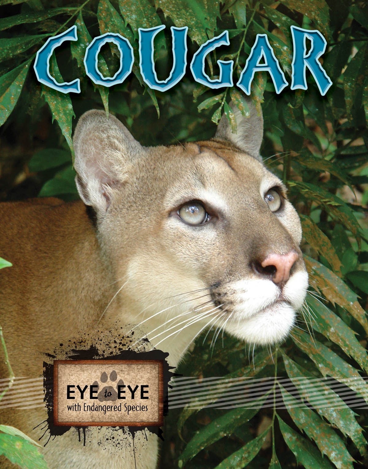 Cougars (Eye To Eye With Endangered Species),Used