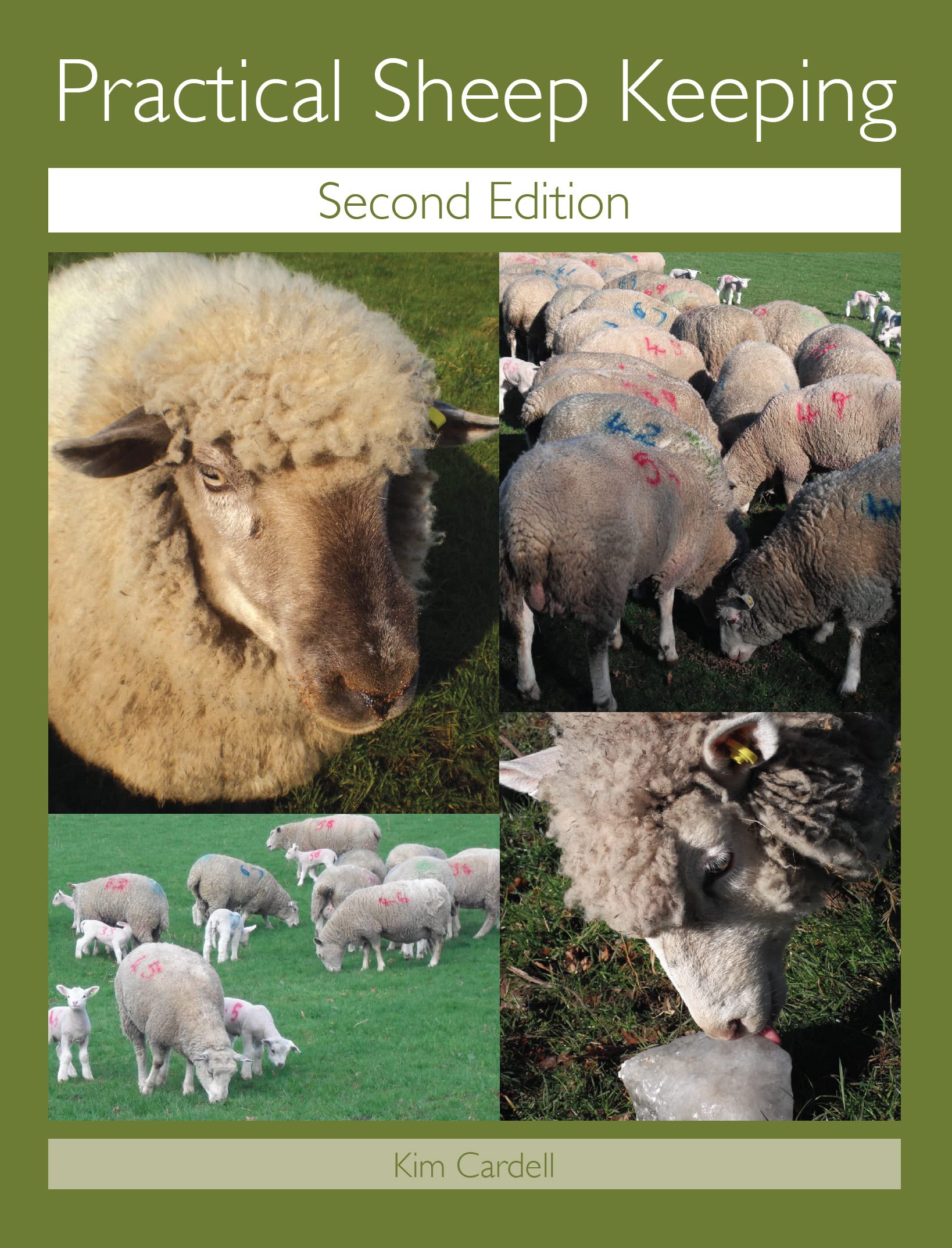 Practical Sheep Keeping,Used