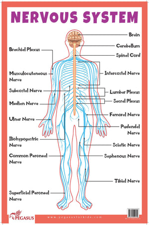 Nervous System - Thick Laminated Primary Chart