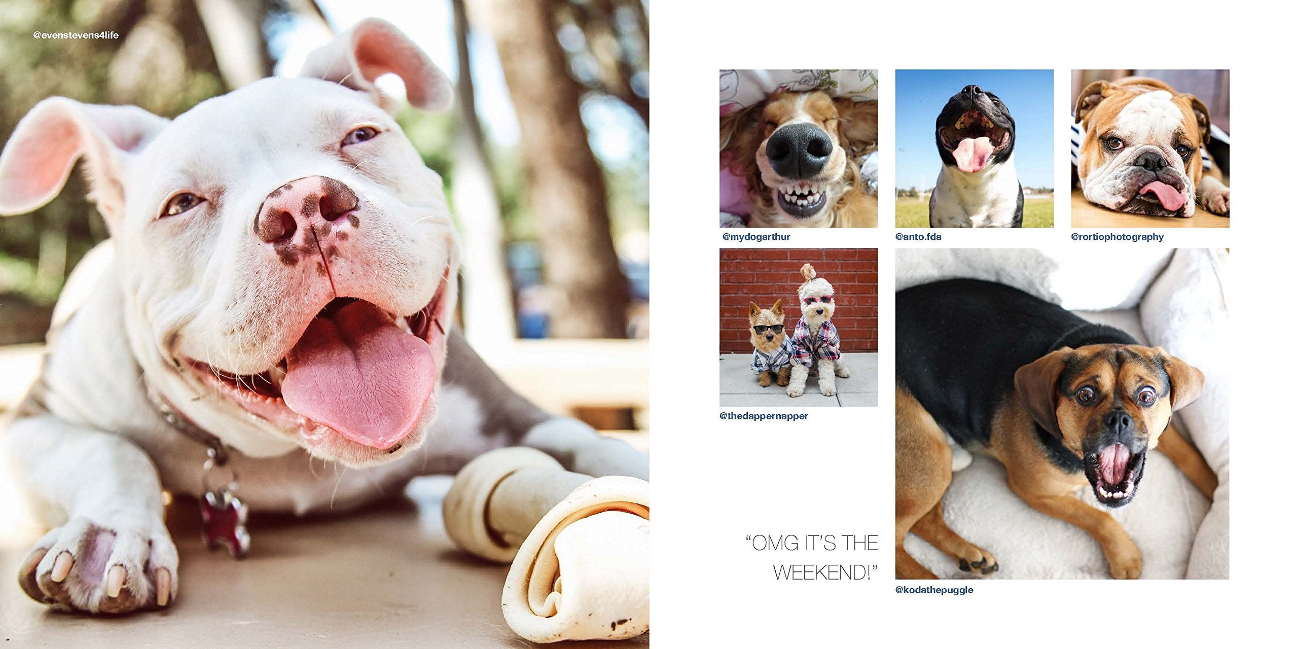 Dogs on Instagram,New