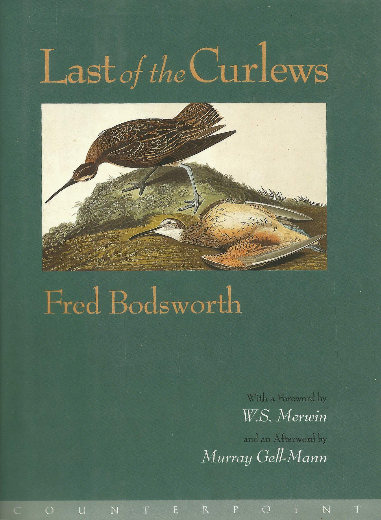 Last Of The Curlews