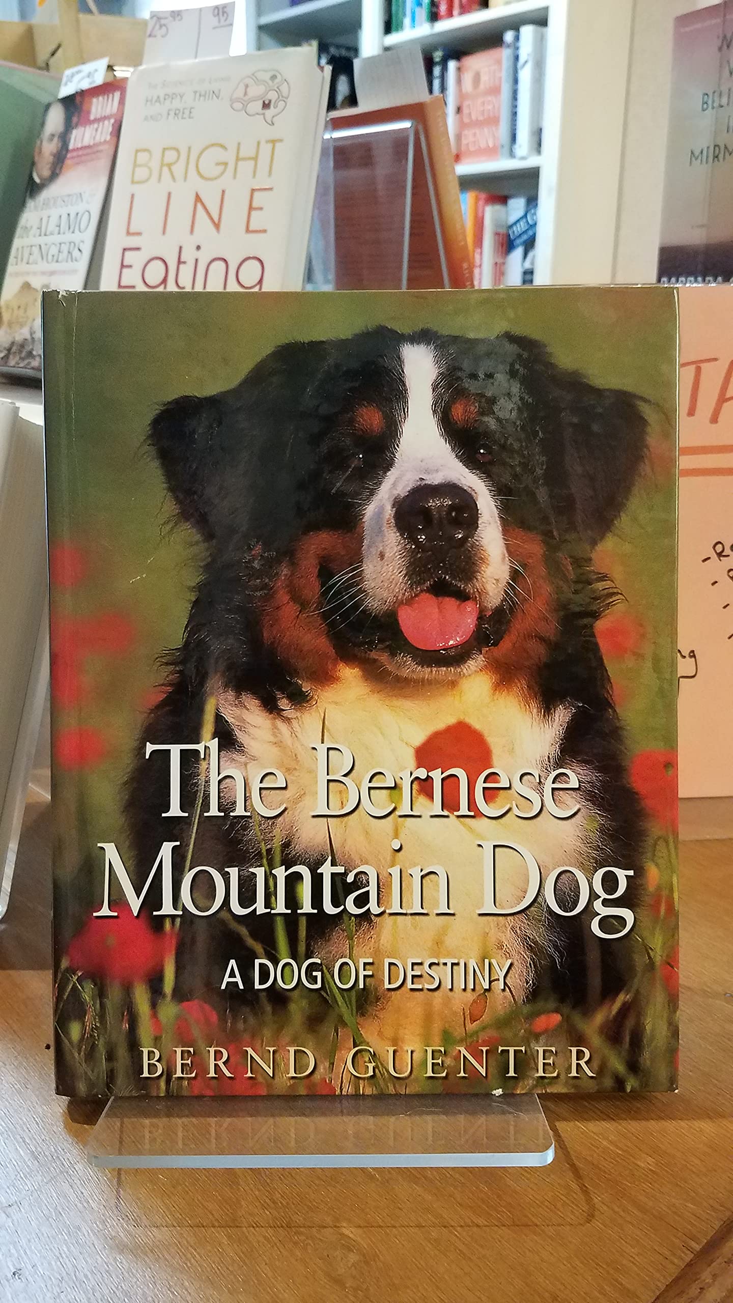 The Bernese Mountain Dog: A Dog of Destiny,Used