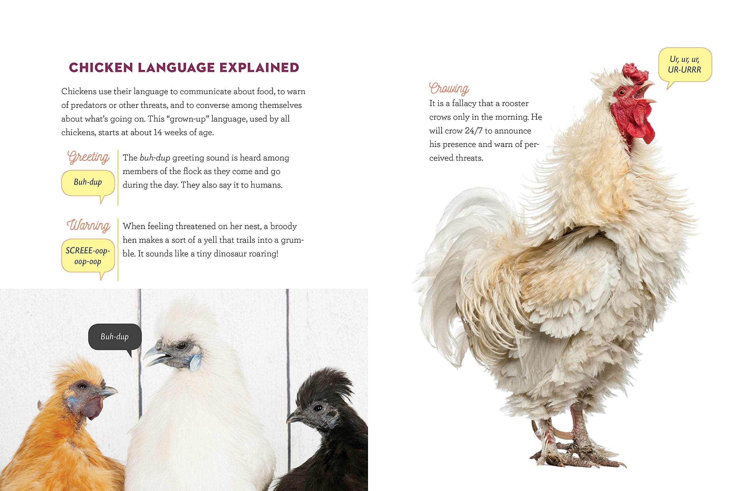 How To Speak Chicken: Why Your Chickens Do What They Do & Say What They Say