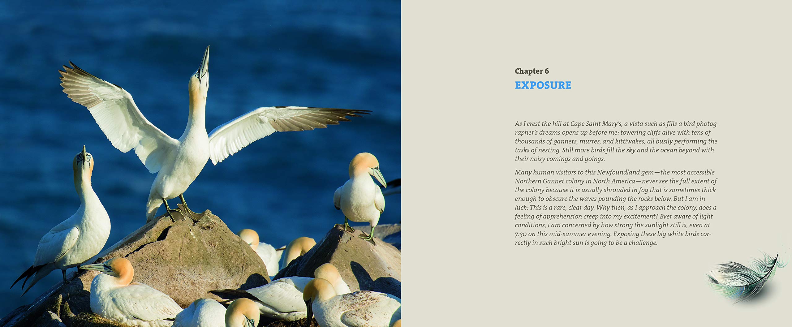 Mastering Bird Photography: The Art, Craft, and Technique of Photographing Birds and Their Behavior,Used