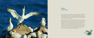 Mastering Bird Photography: The Art, Craft, and Technique of Photographing Birds and Their Behavior,Used