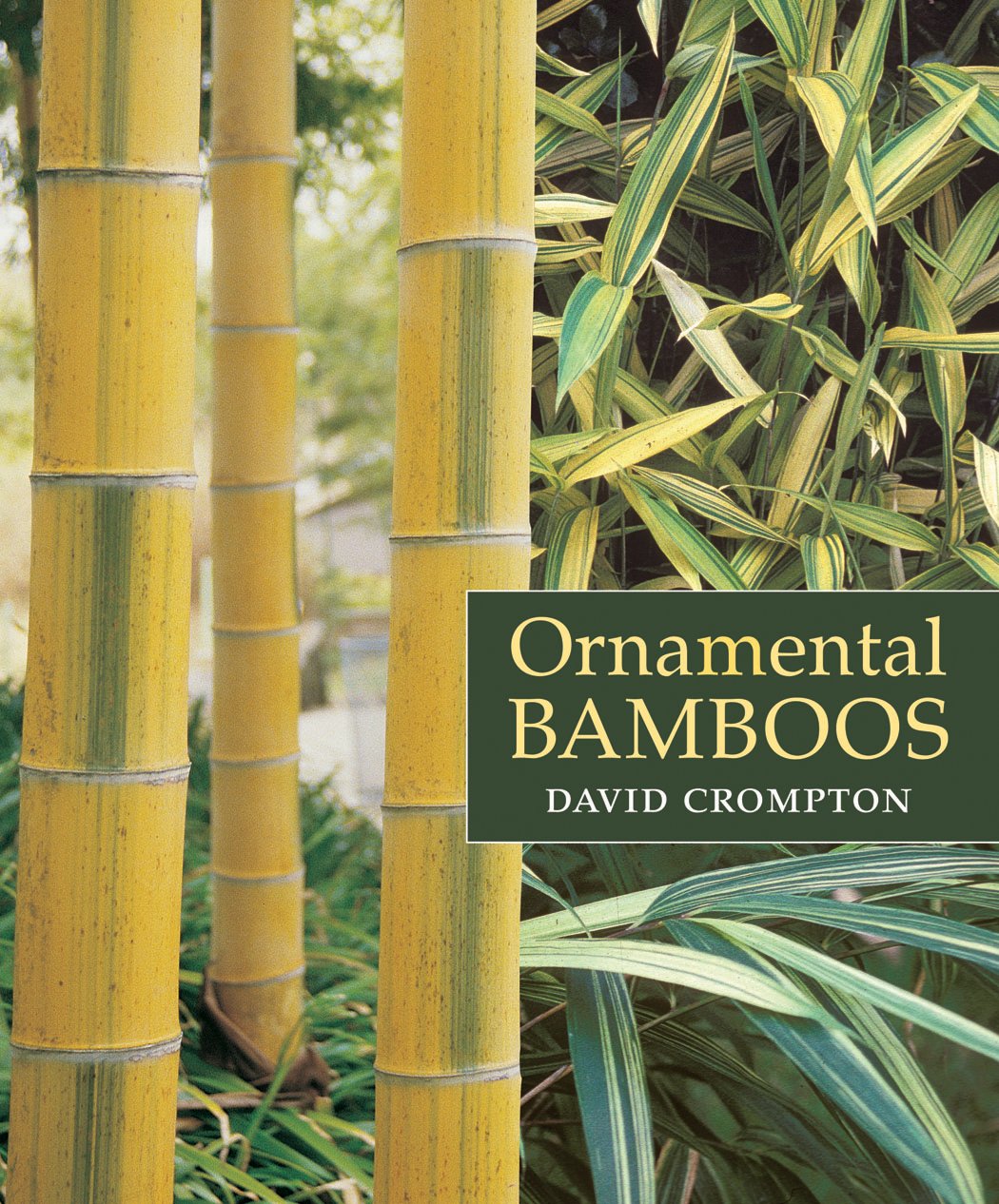 Ornamental Bamboos-used