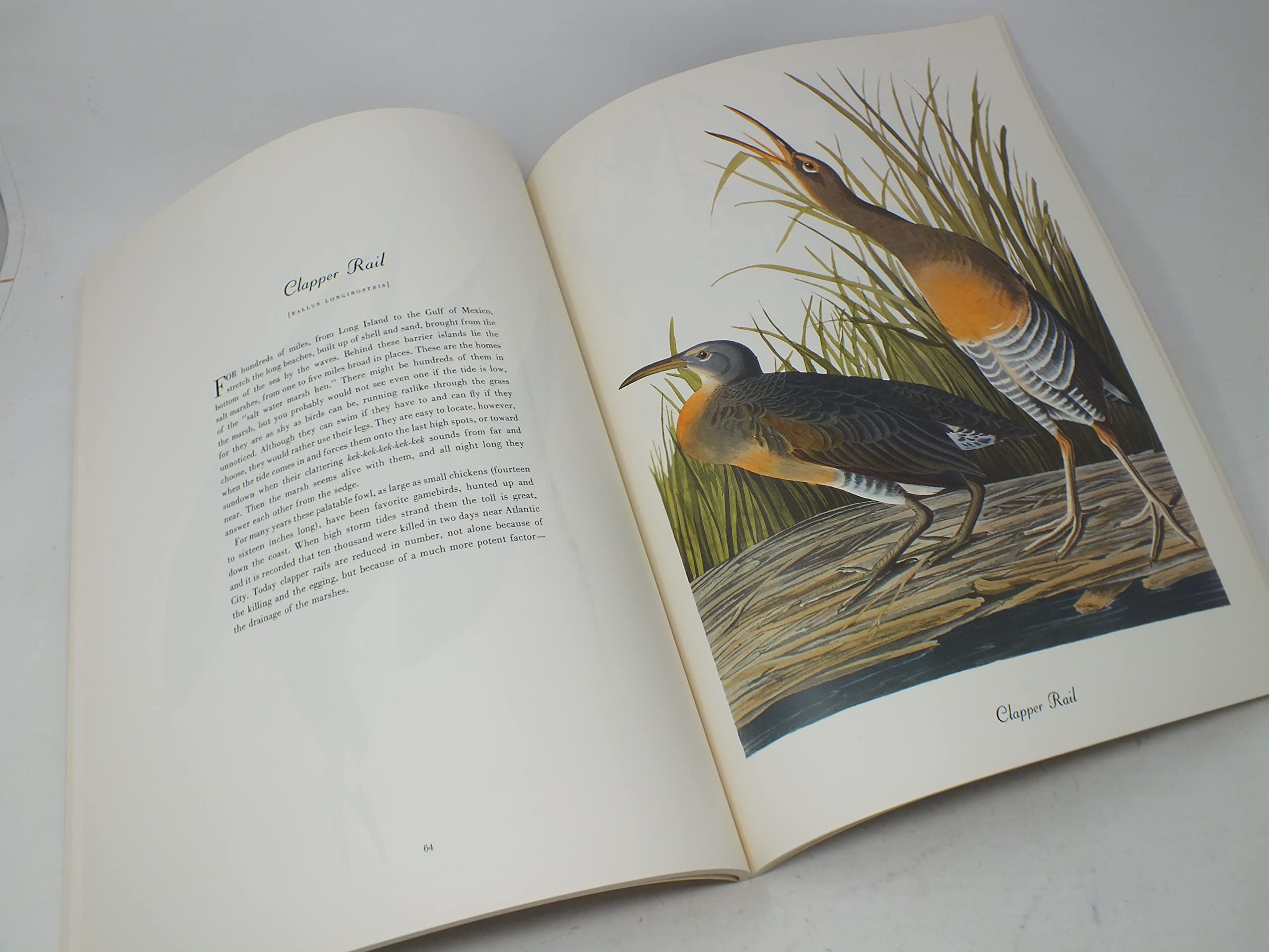 50 Audubon Birds Of America: From The Original Double Elephant Folio,Used
