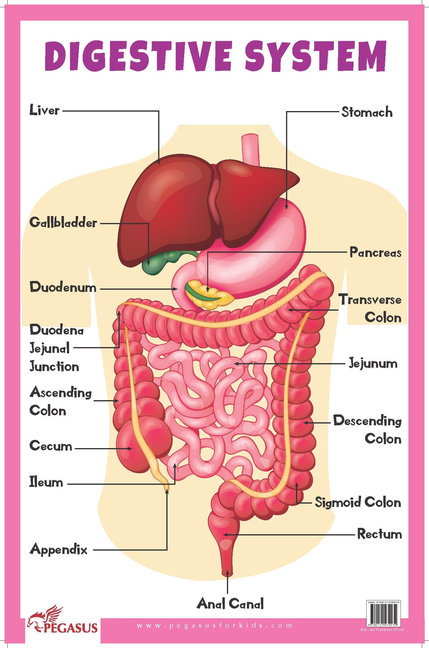 Digestive System - Thick Laminated Primary Chart