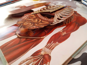 The Human Body,Used