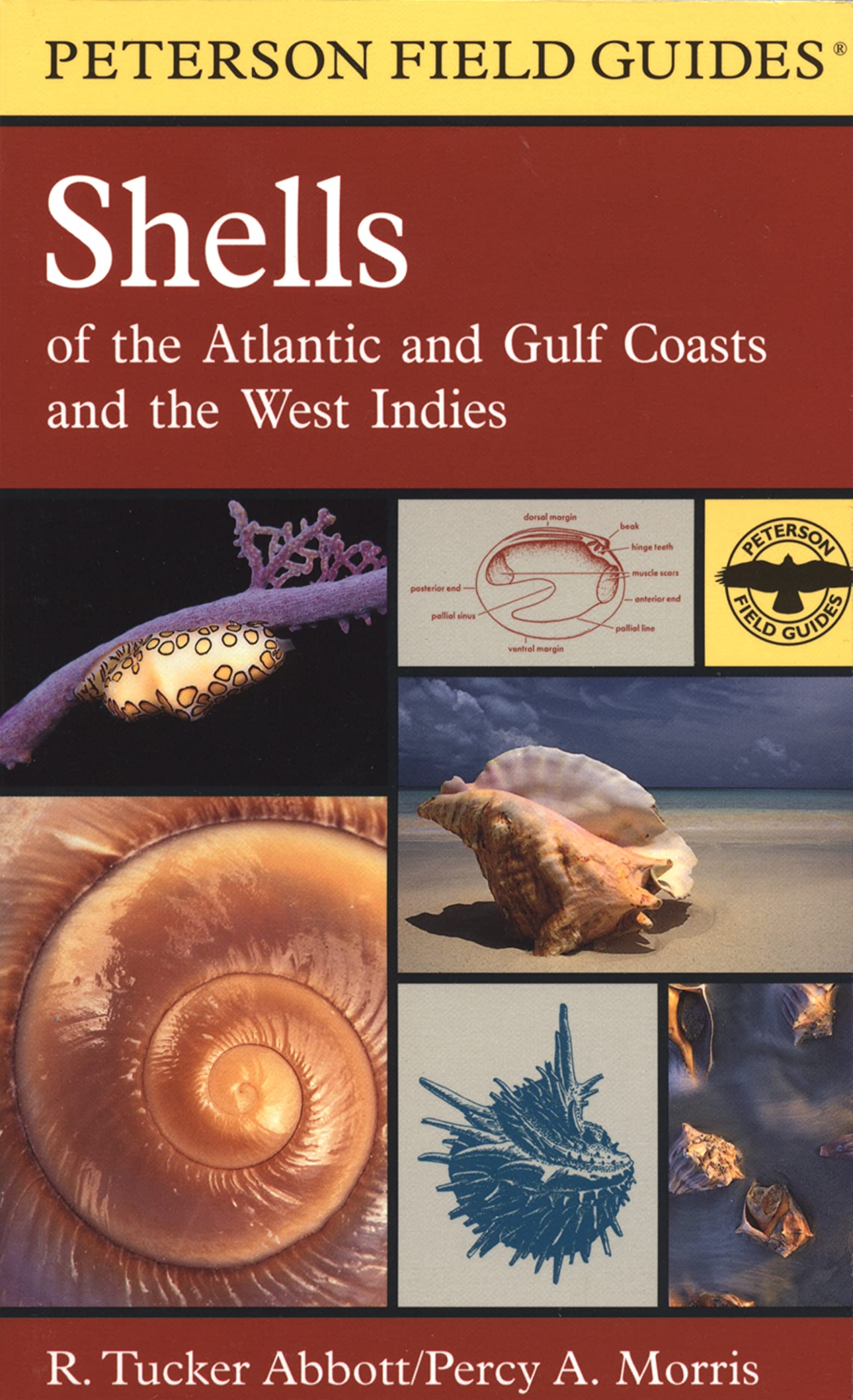 Shells of the Atlantic and Gulf Coasts and the West Indies,Used