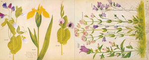 A Victorian Flower Album,Used