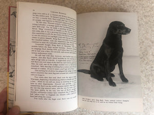 Labrador Retriever, Friend and Worker,Used