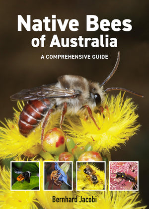 Native Bees Of Australia: A Comprehensive Guide