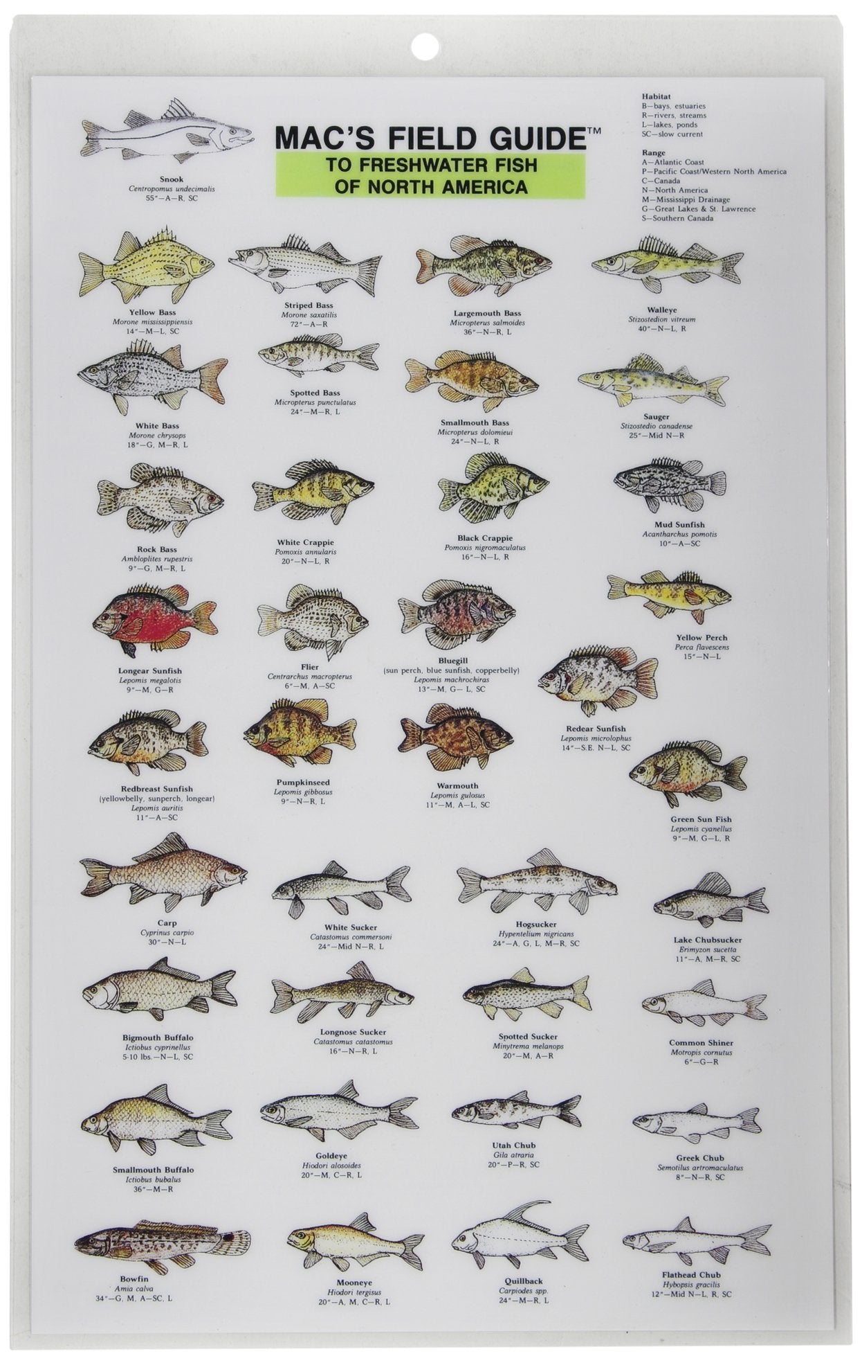 Mac's Field Guides: North American Freshwater Fish (Mac's Guides (Paperback)),Used