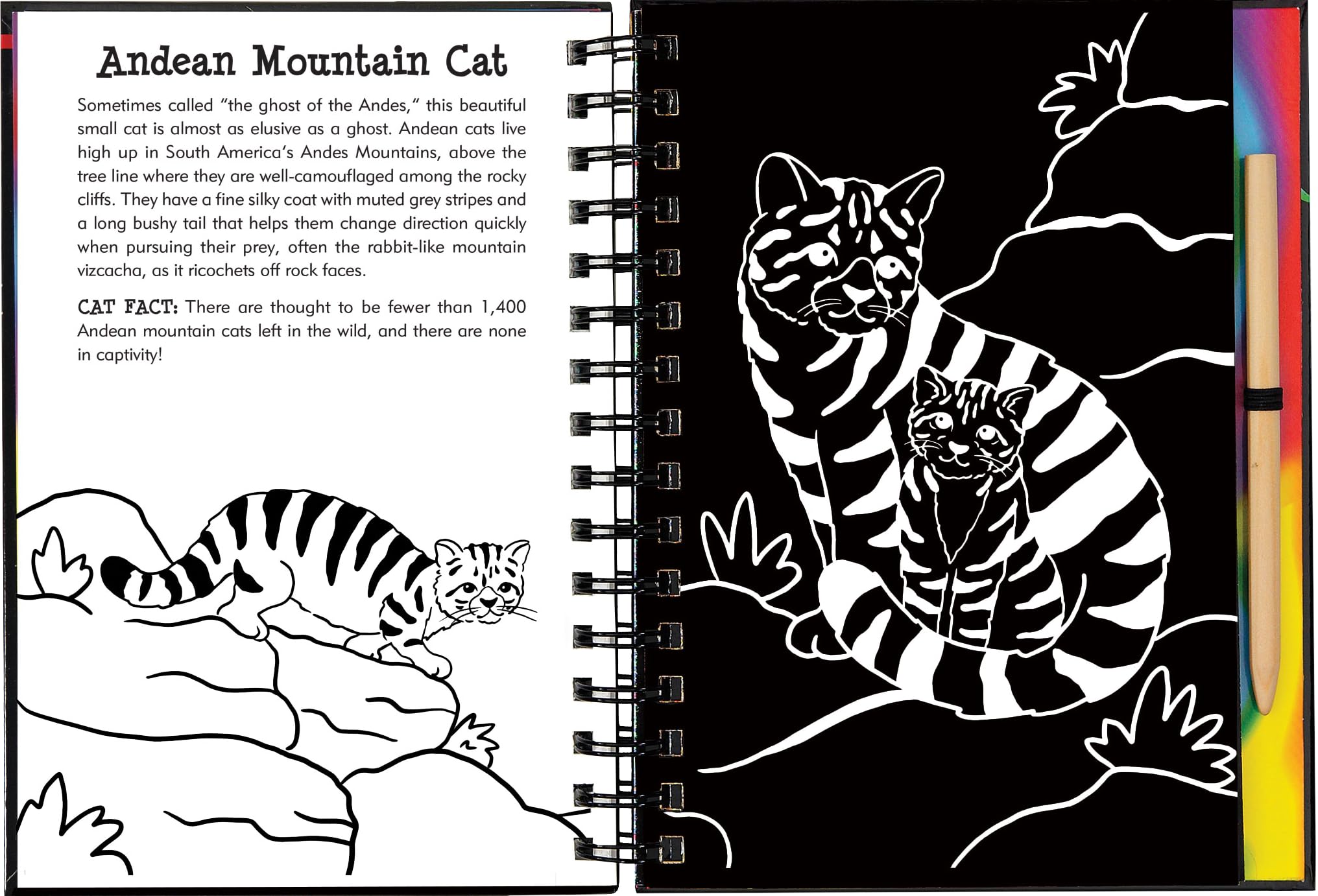 Scratch & Sketch Wild Cats (Trace Along),Used