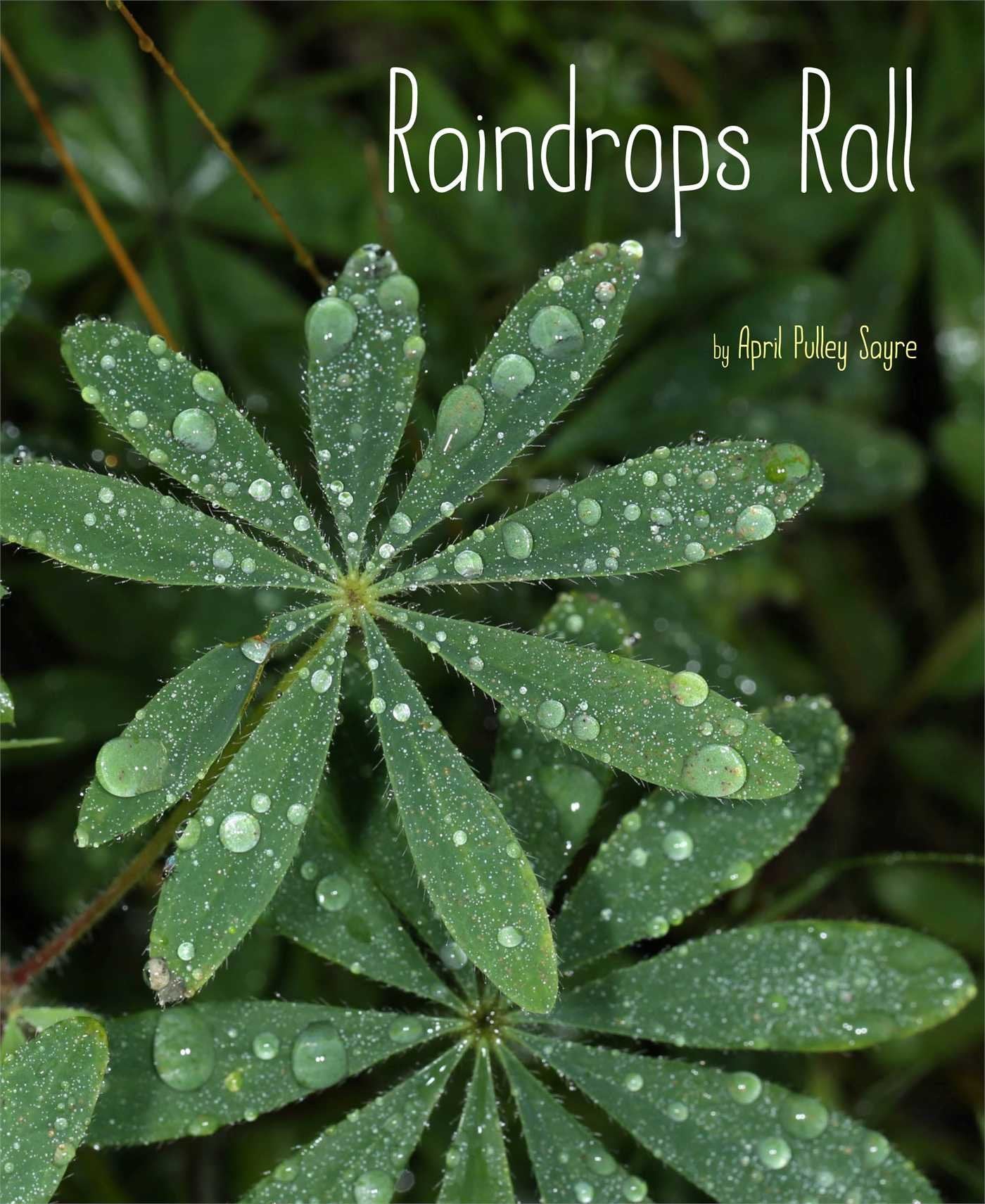 Raindrops Roll (Weather Walks),Used