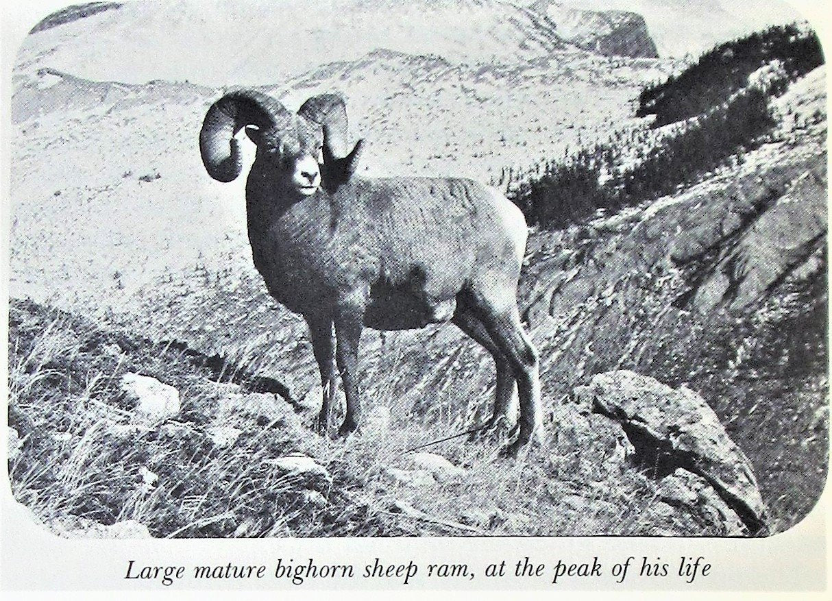 Mountain Sheep and Man in the Northern Wilds by Geist, Valerius (1975) Hardcover,Used