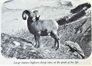 Mountain Sheep and Man in the Northern Wilds by Geist, Valerius (1975) Hardcover,Used