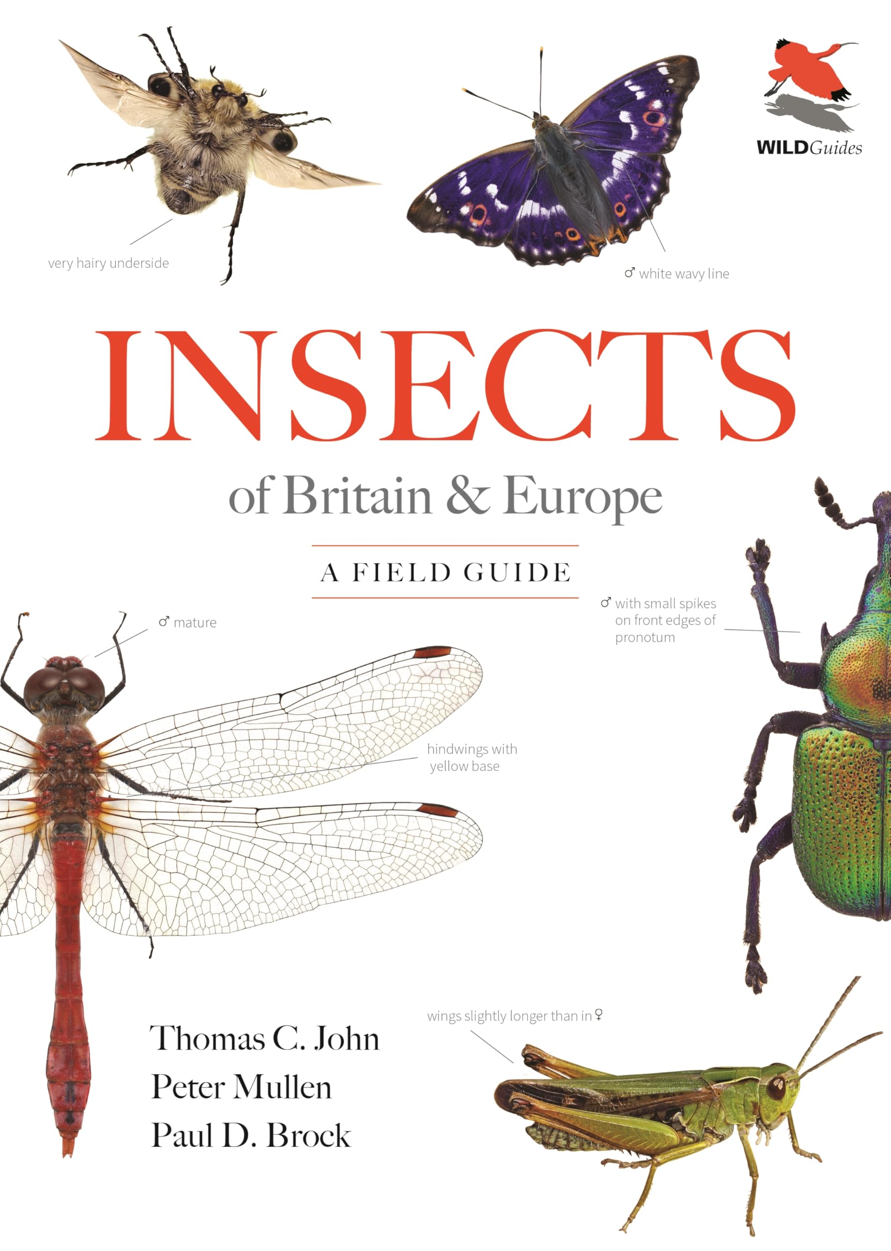 Insects Of Britain And Europe: A Field Guide (Wildguides)