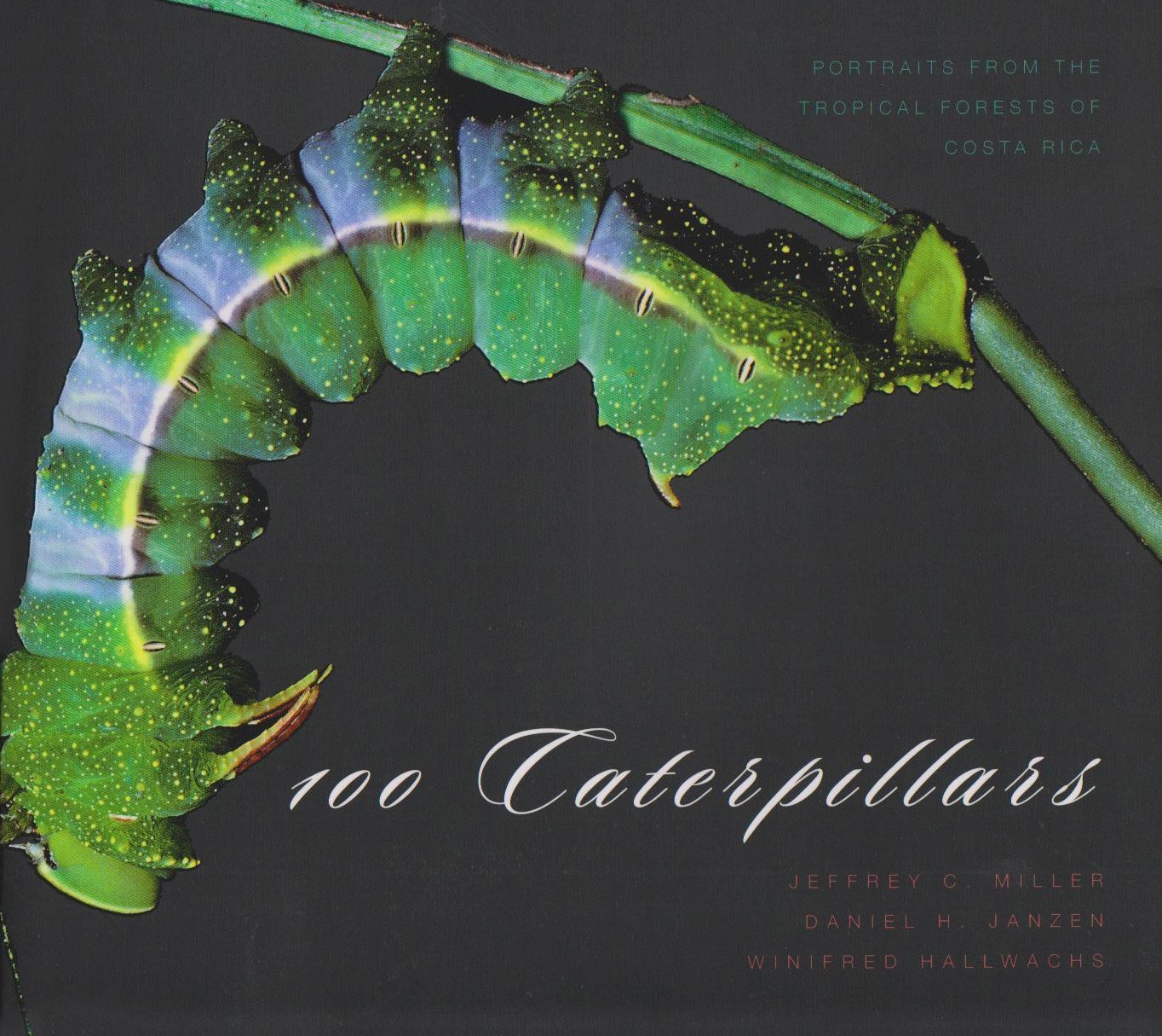 100 Caterpillars: Portraits From The Tropical Forests Of Costa Rica-new,New