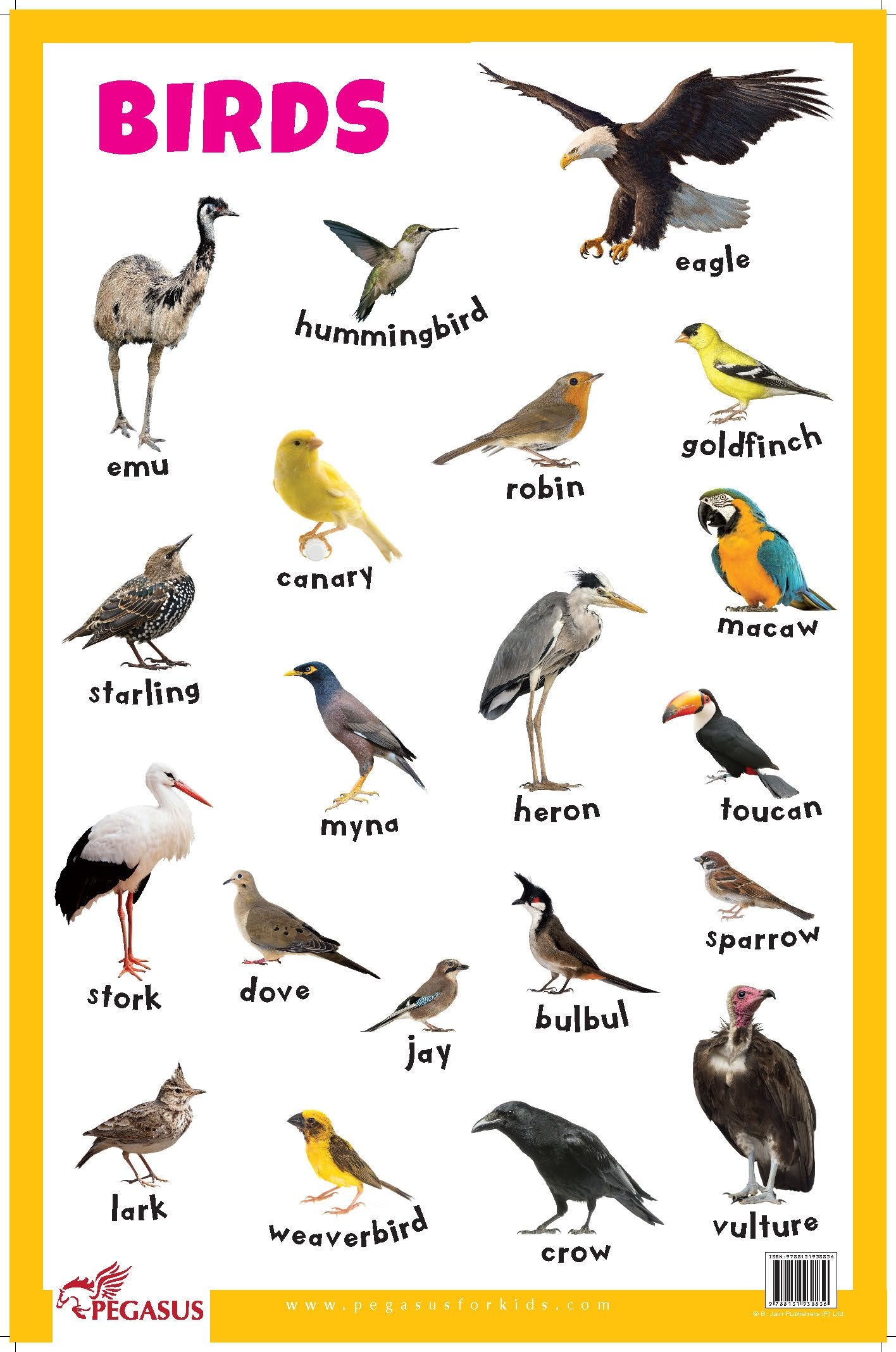 Birds - Thick Laminated Primary Chart