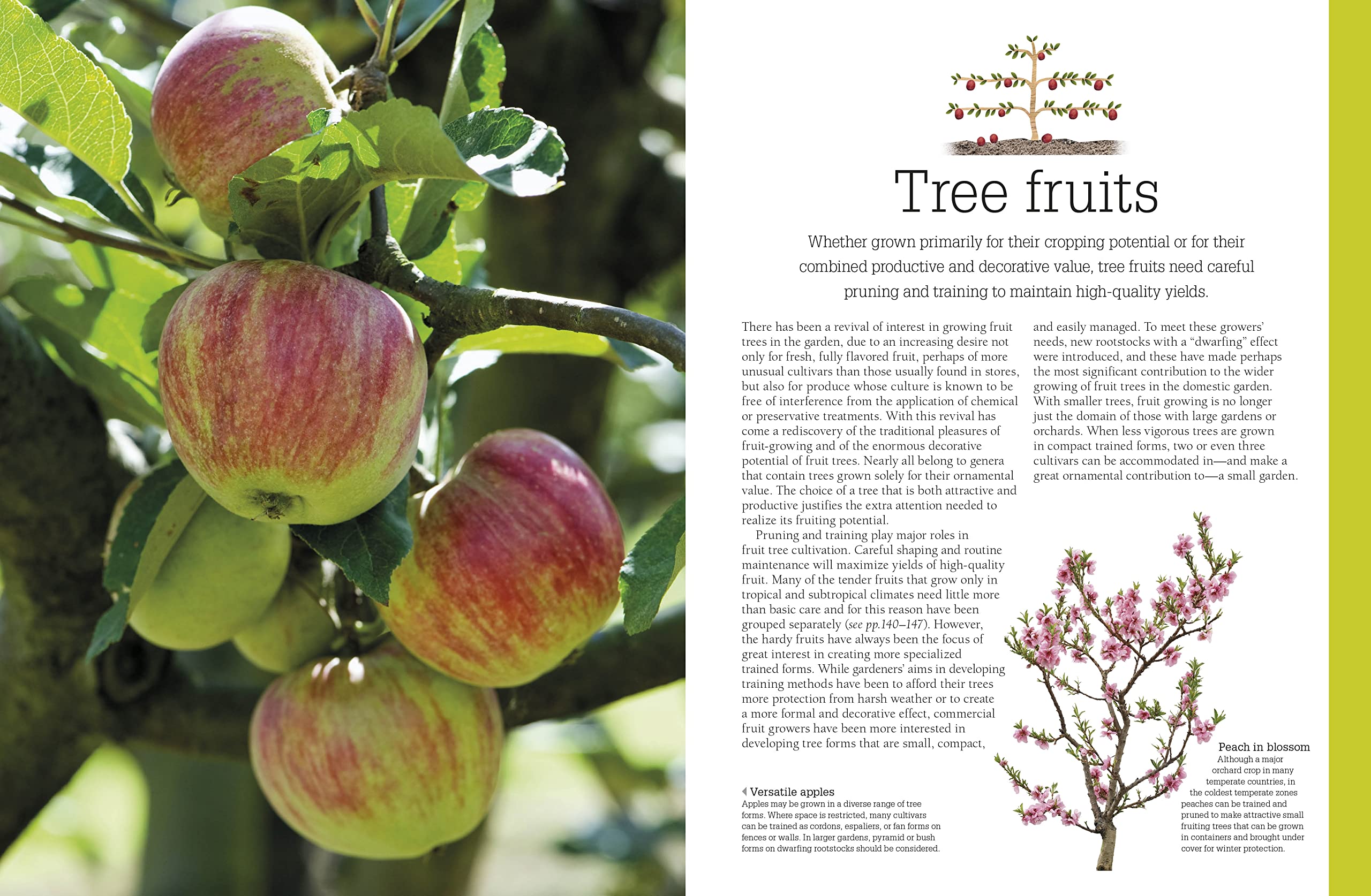 Pruning and Training, Revised New Edition: What, When, and How to Prune,Used