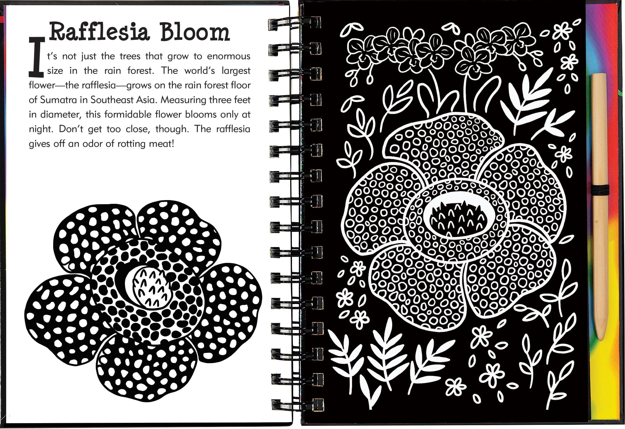 Scratch & Sketch Rain Forest (Trace Along),Used