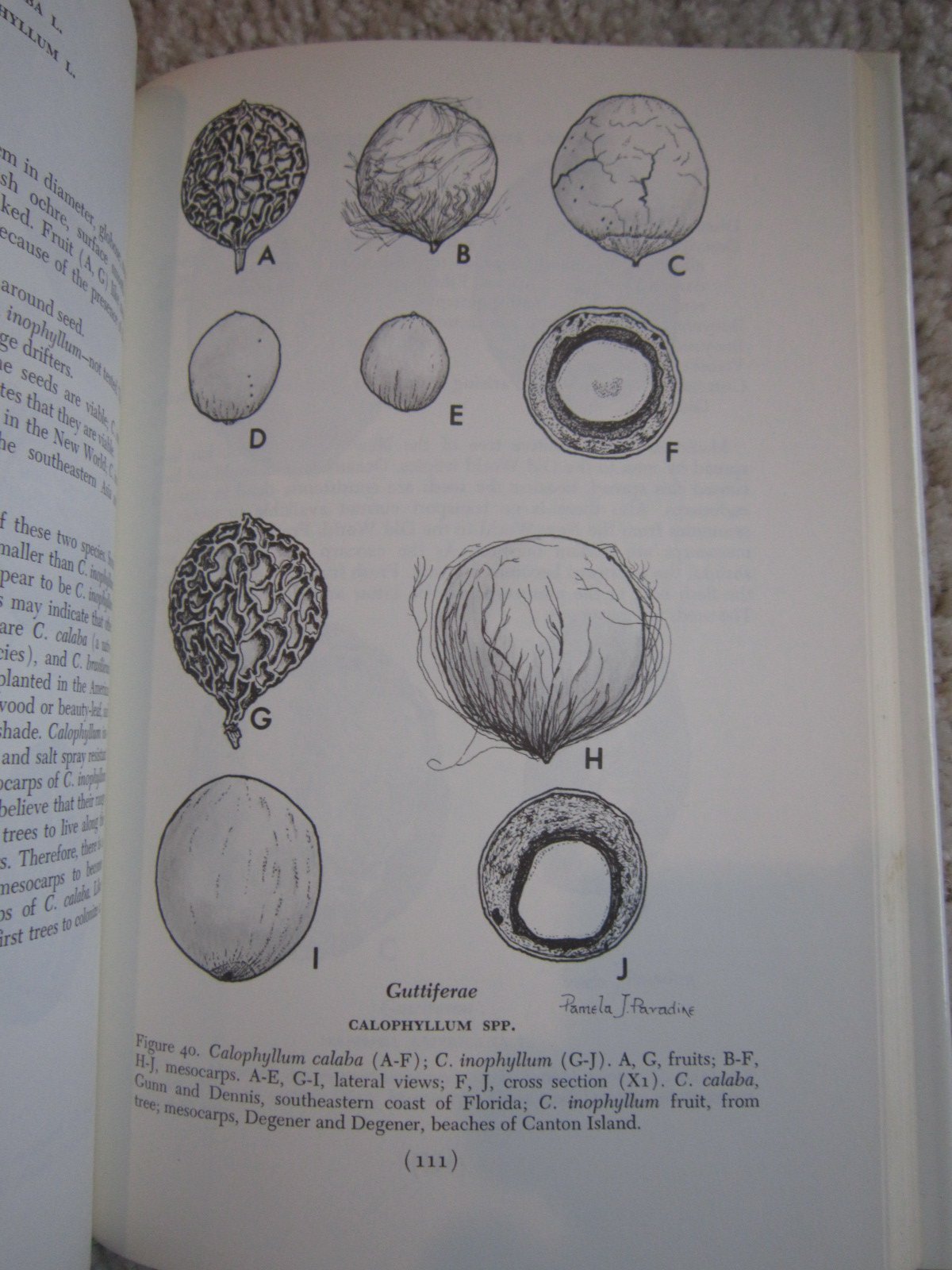 World guide to tropical drift seeds and fruits,Used
