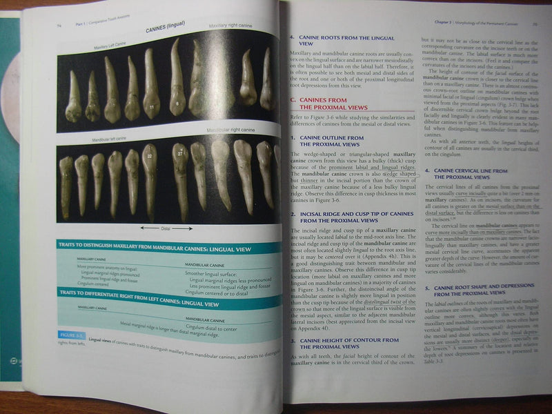 Woelfel's Dental Anatomy,New