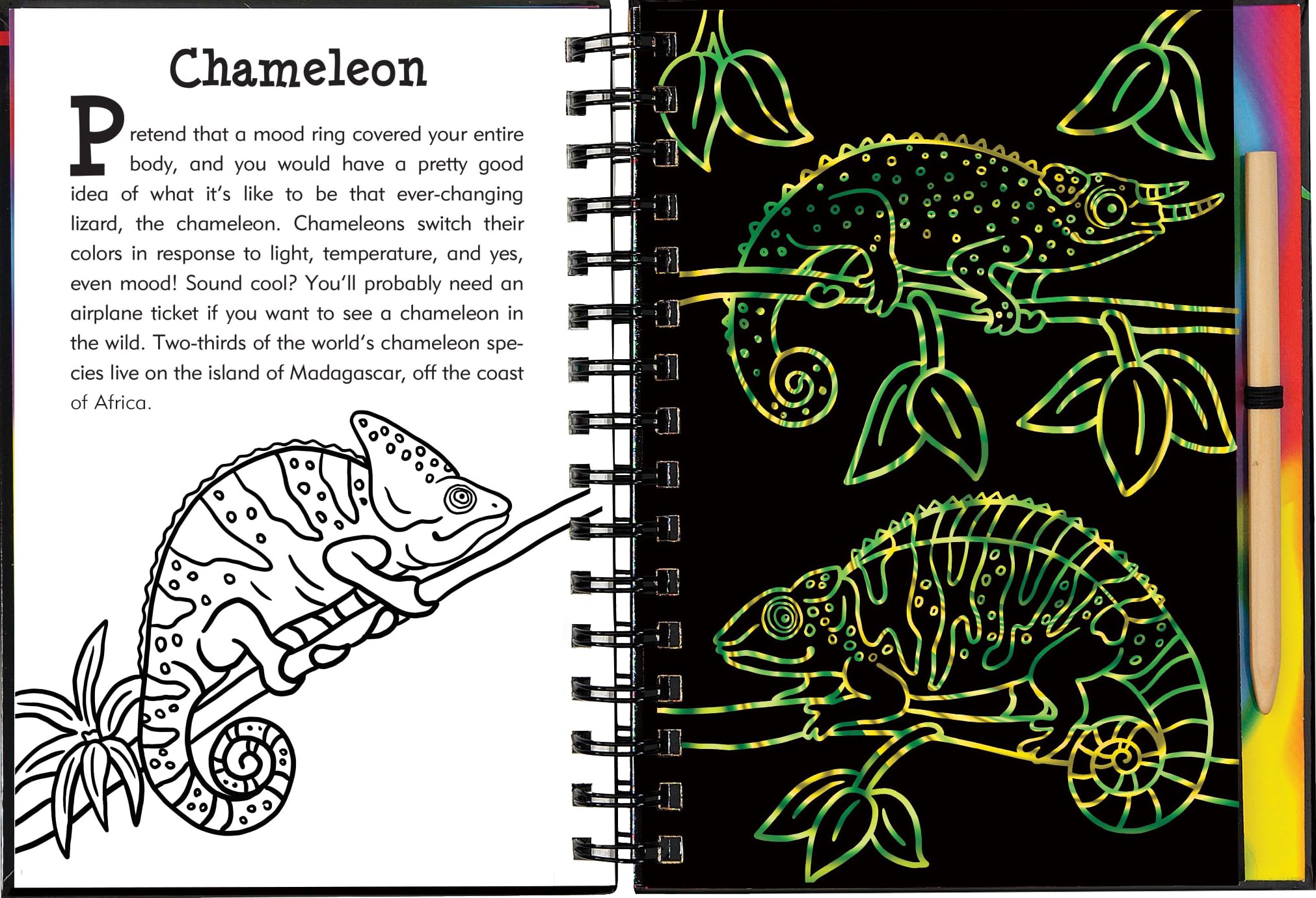 Scratch & Sketch Rain Forest (Trace Along),Used