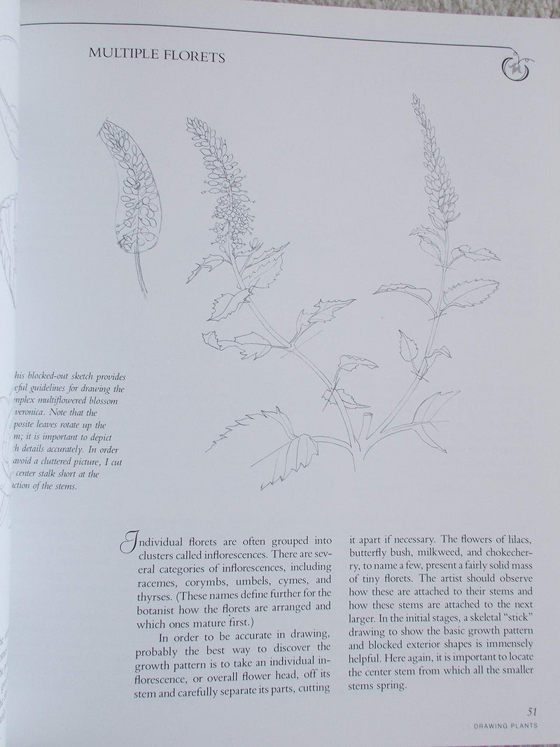 Botanical Illustration in Watercolor,Used