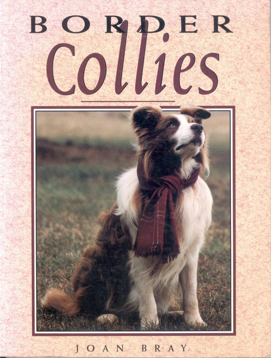 Border Collies,Used