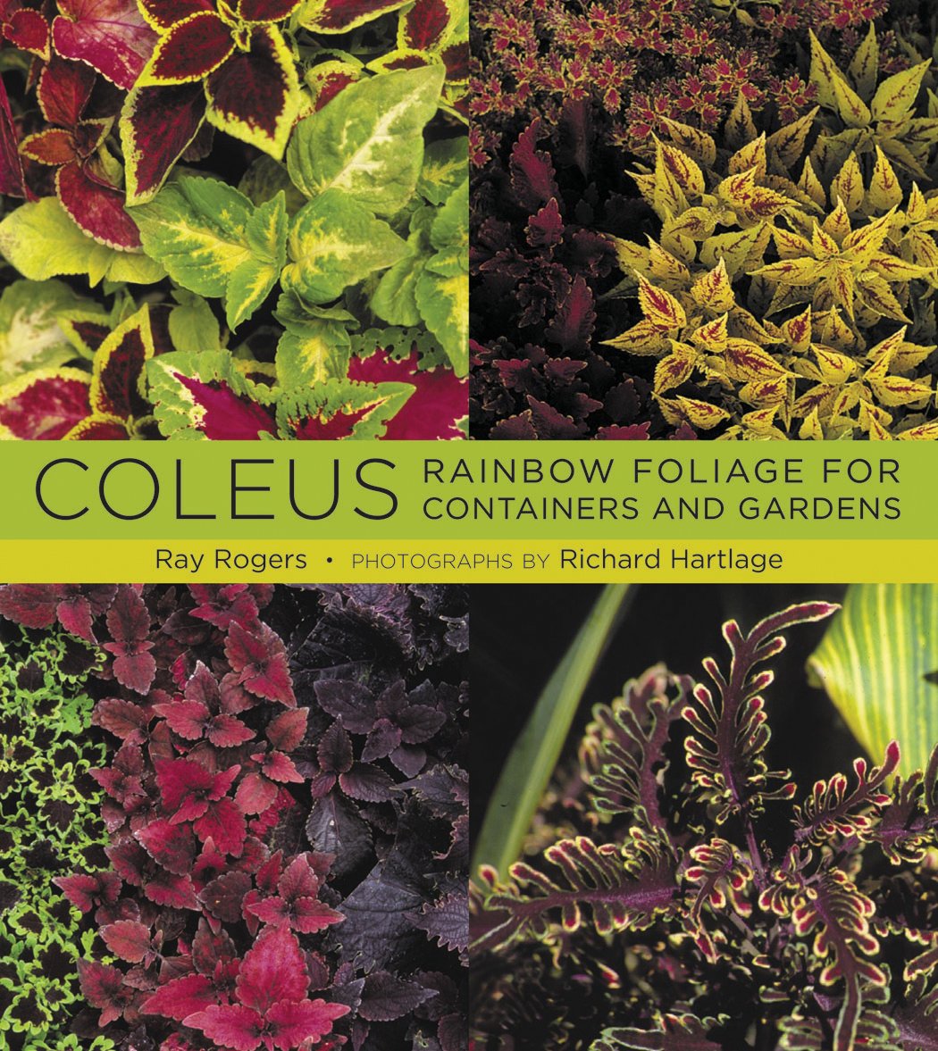 Coleus: Rainbow Foliage For Containers And Gardens