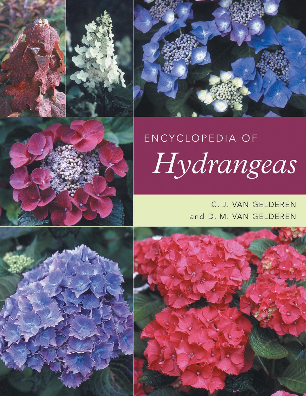 Encyclopedia Of Hydrangeas,Used