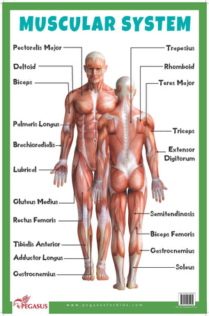 Muscular System - Thick Laminated Primary Chart: Human Body Charts