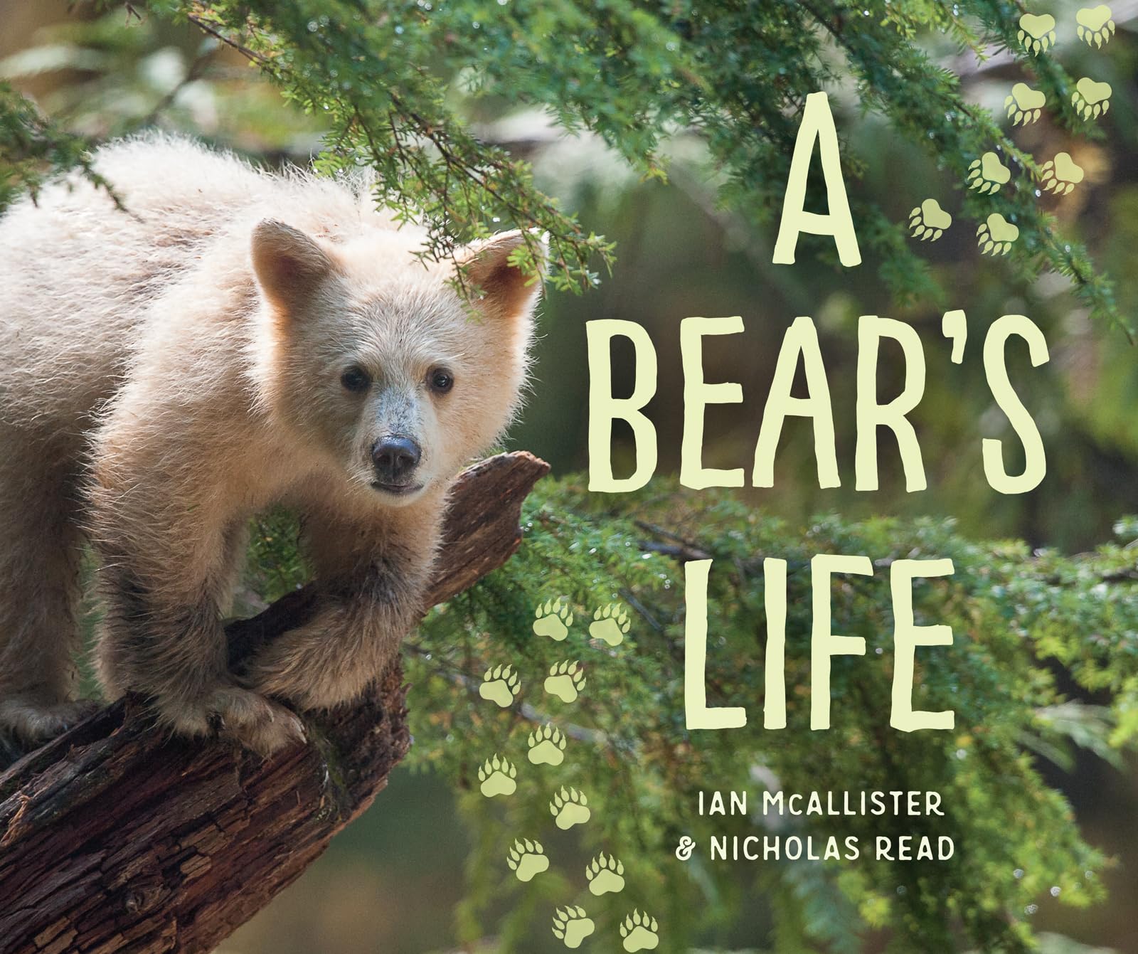 A Bear s Life (My Great Bear Rainforest, 2)