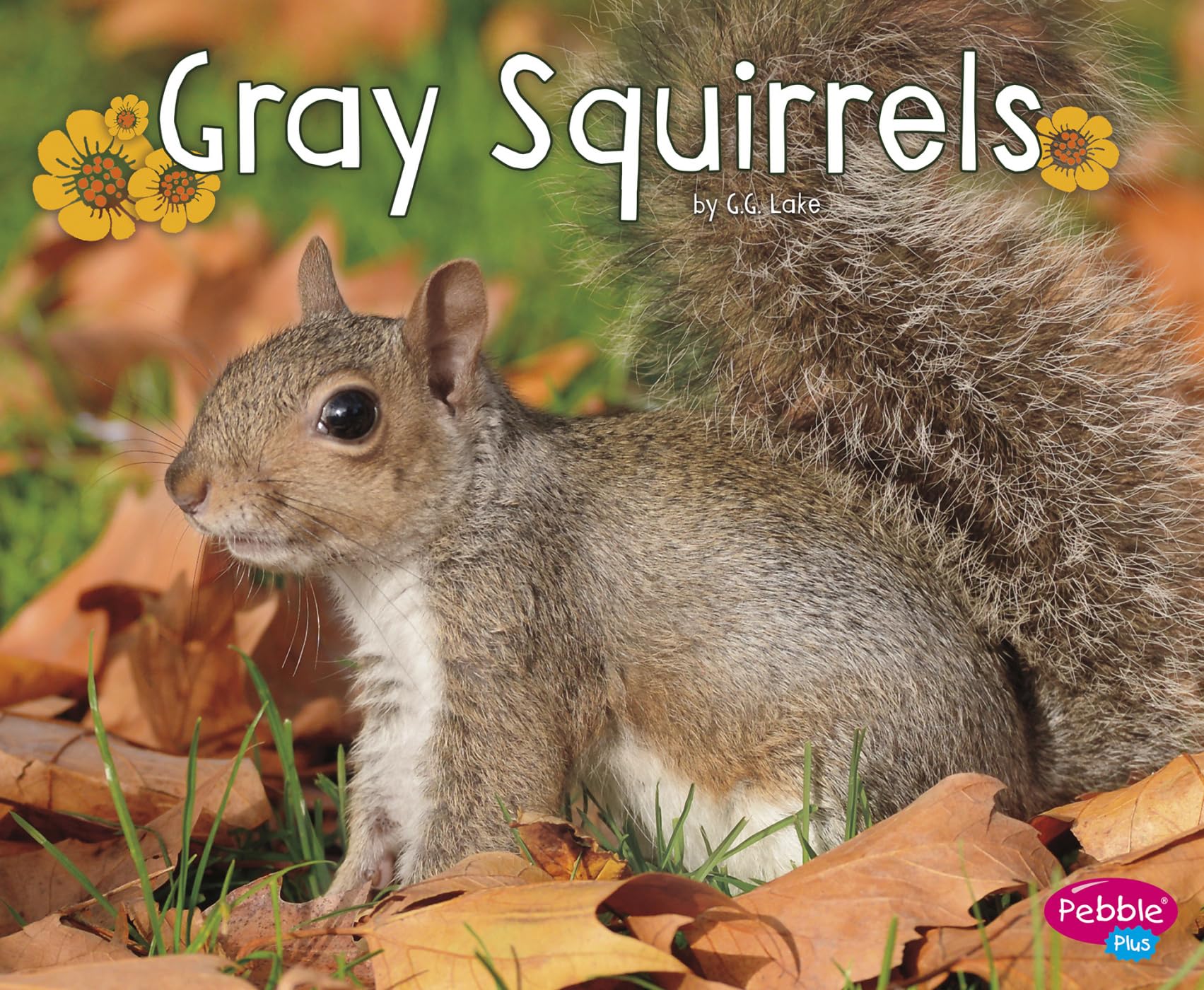 Gray Squirrels (Woodland Wildlife),Used