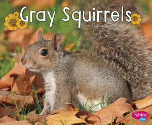 Gray Squirrels (Woodland Wildlife),Used