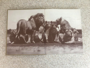 The Adventures and Misadventures of Peter Beard in Africa,Used