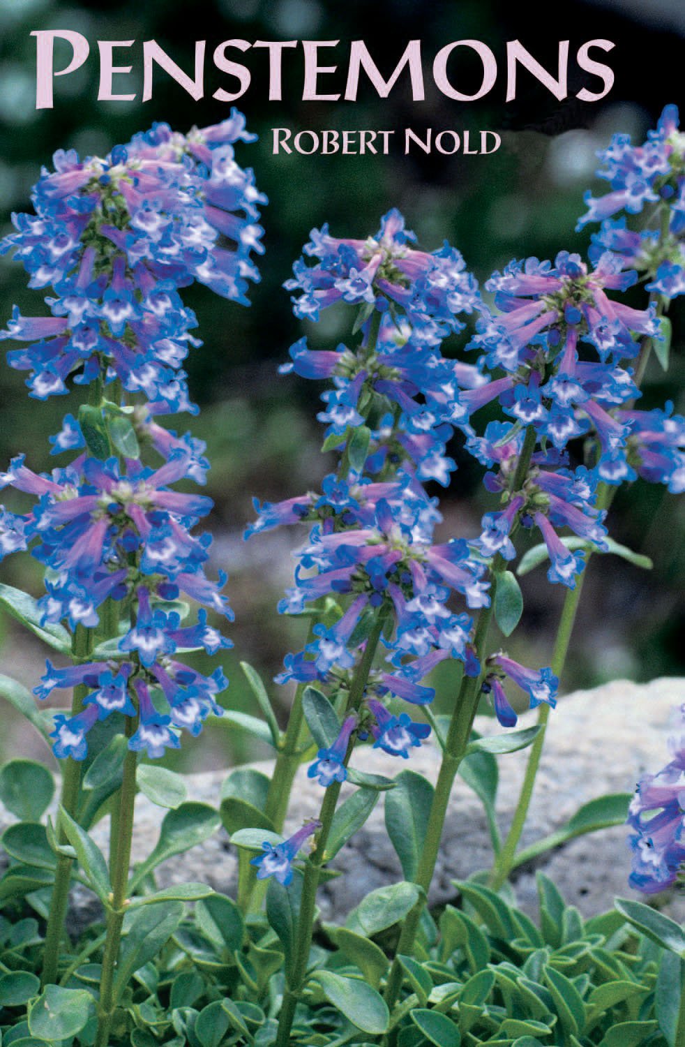 Penstemons,Used
